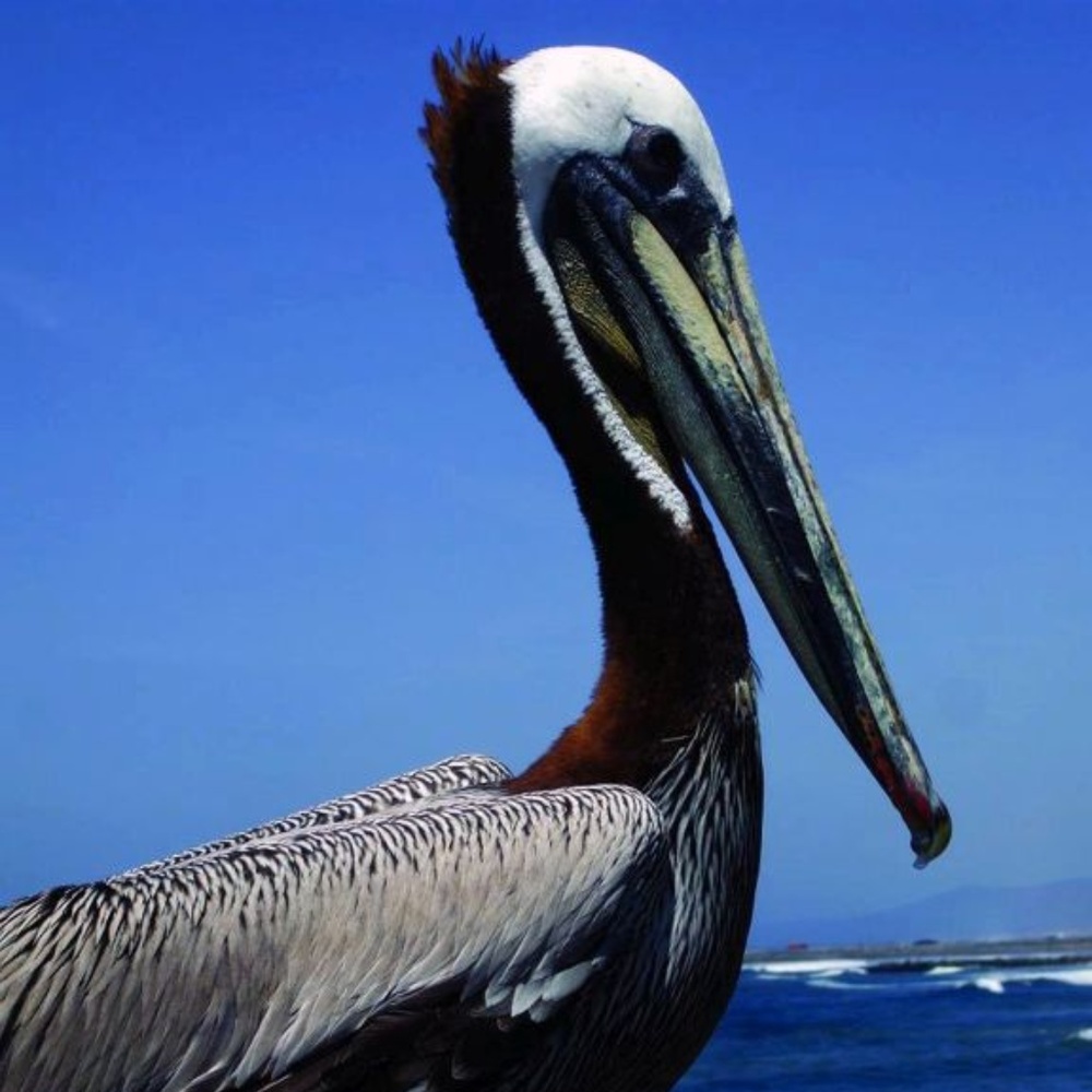 PELICAN ~ 8" X 10" Photography